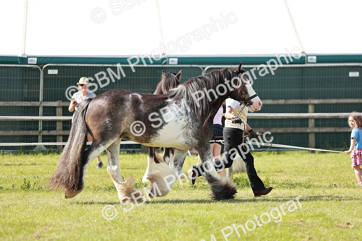 SBM_08748 - Class 63-65 - Traditional Gypsy Cobs In Hand & Ridden