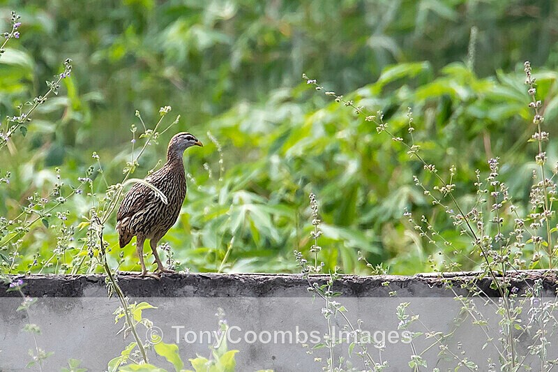 Double-spurred Francolin - The Gambia