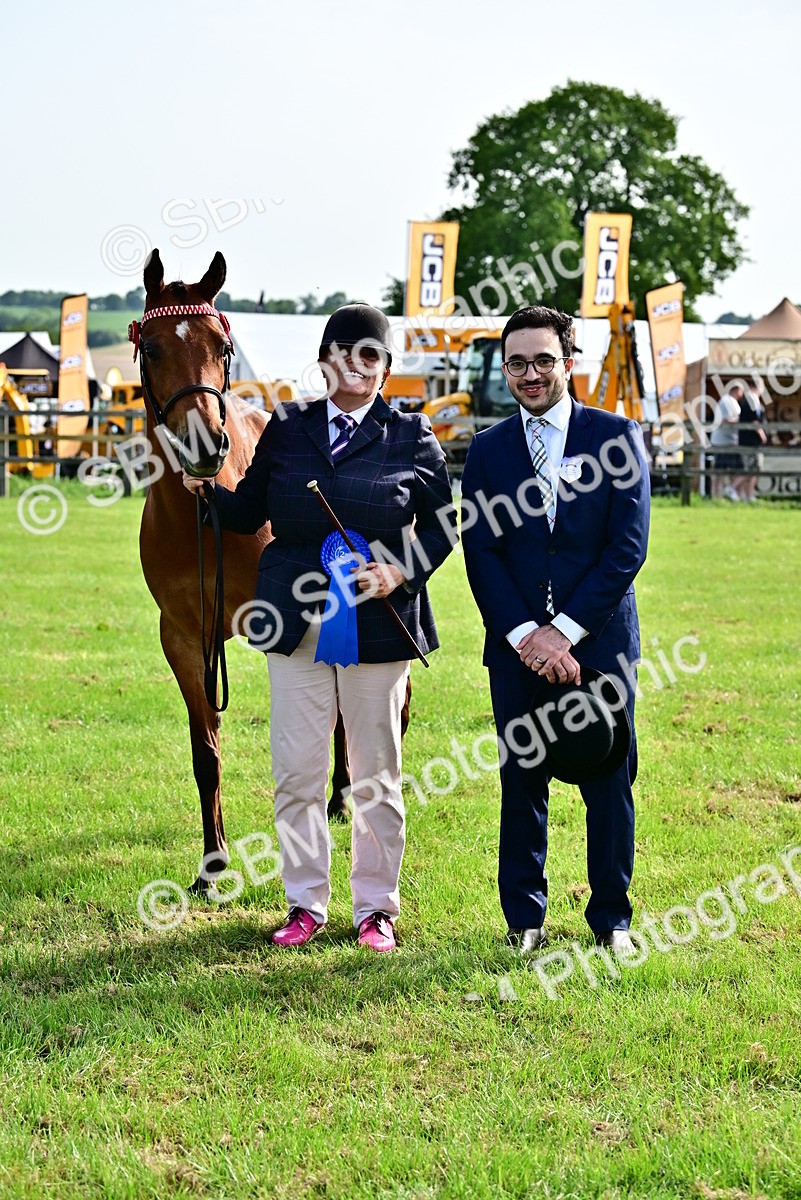 SBM_01008 - Class 46-49 - Arab and Part Bed-Anglo Arab In Hand