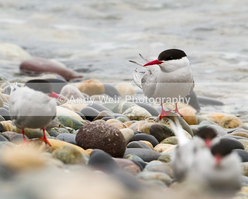 20100718_1562 - Terns