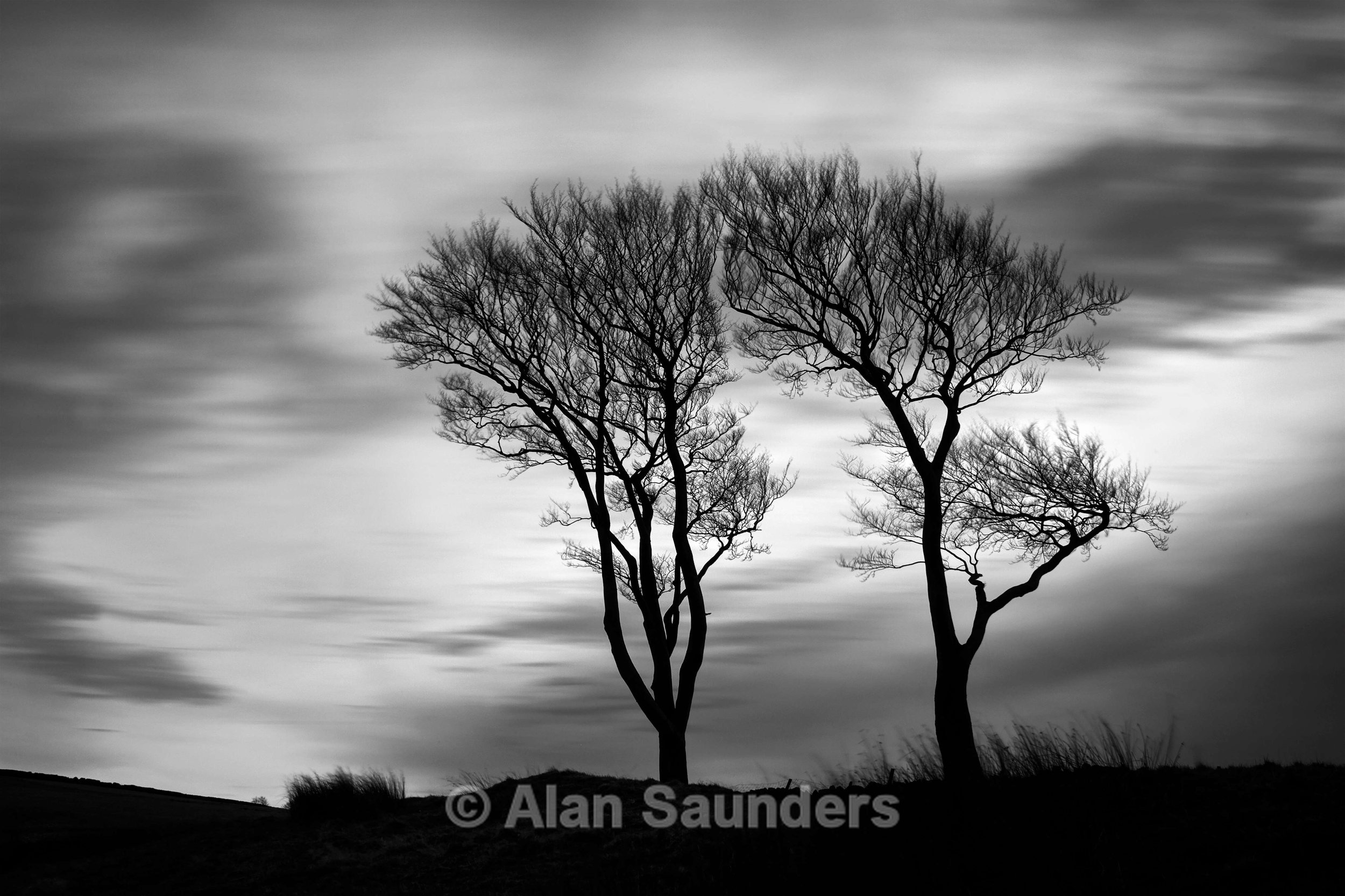 Silhouetted Trees 1