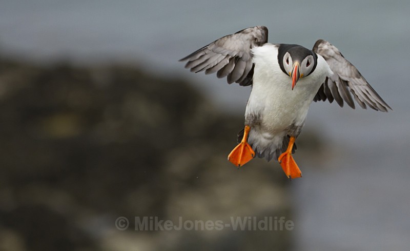PUFFIN, ISLE OF MULL - PUFFINS, ISLE OF MULL