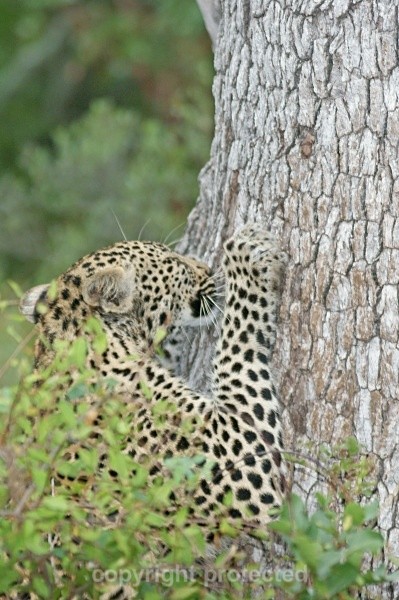 Leopard sharpening claws - Timbavati, SA - African Leopards