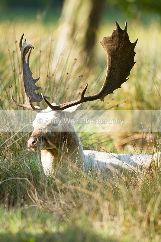 20111015-_MG_7264 - Fallow Deer