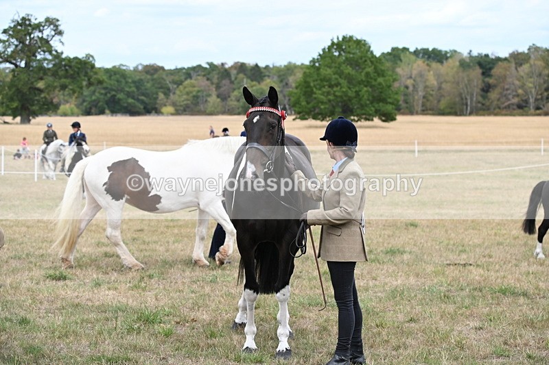 WJ6_5740 - Class 18 In-hand Coloured