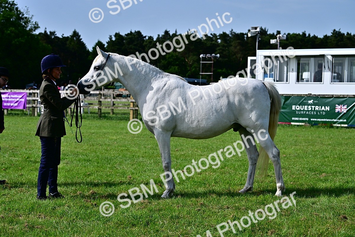 SBM_01043 - Class 46-49 - Arab and Part Bed-Anglo Arab In Hand