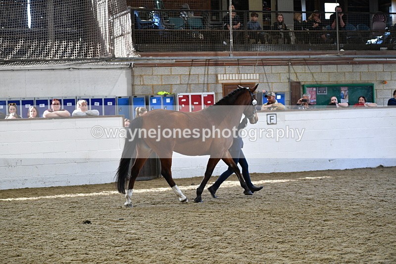 WJ5_4534 - Class 3 Part Bred In hand