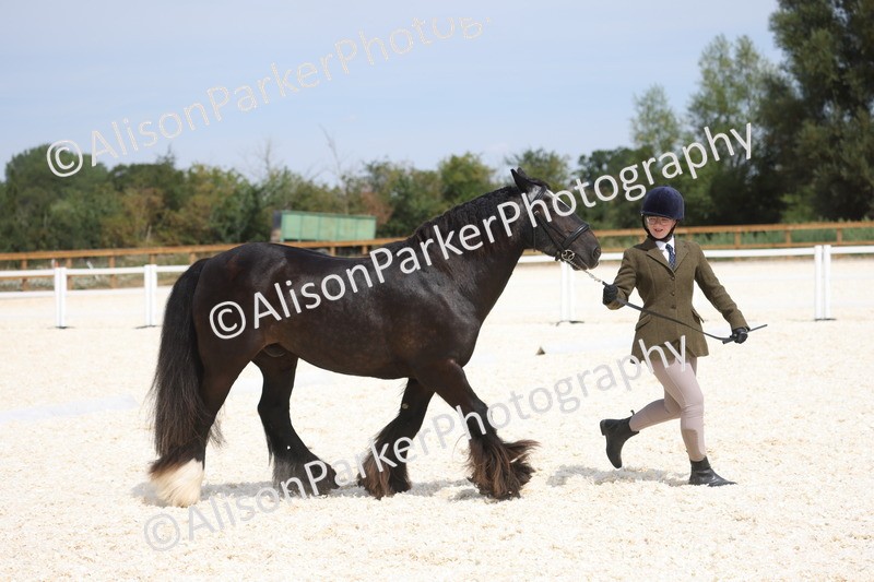 20260802-1493 - Class 16 - Best Horse or Pony