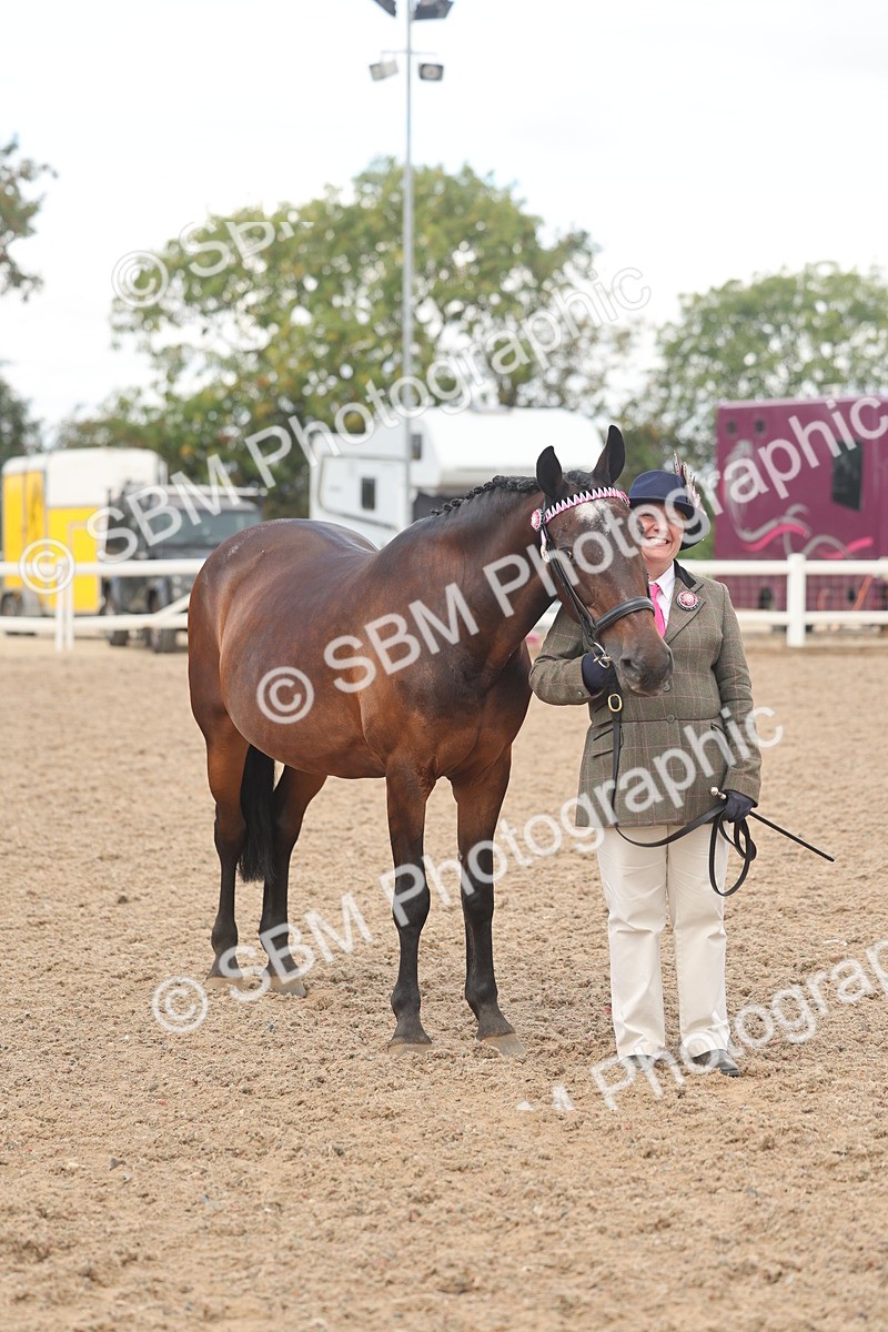 SBM_04324 - Class 17 - Prettiest Mare (IH or Ridden)