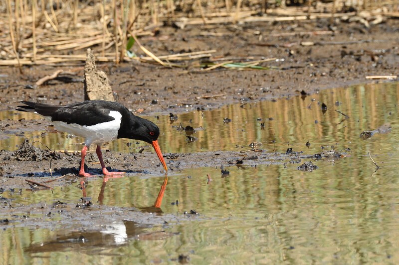 Oyster Catcher - Birds