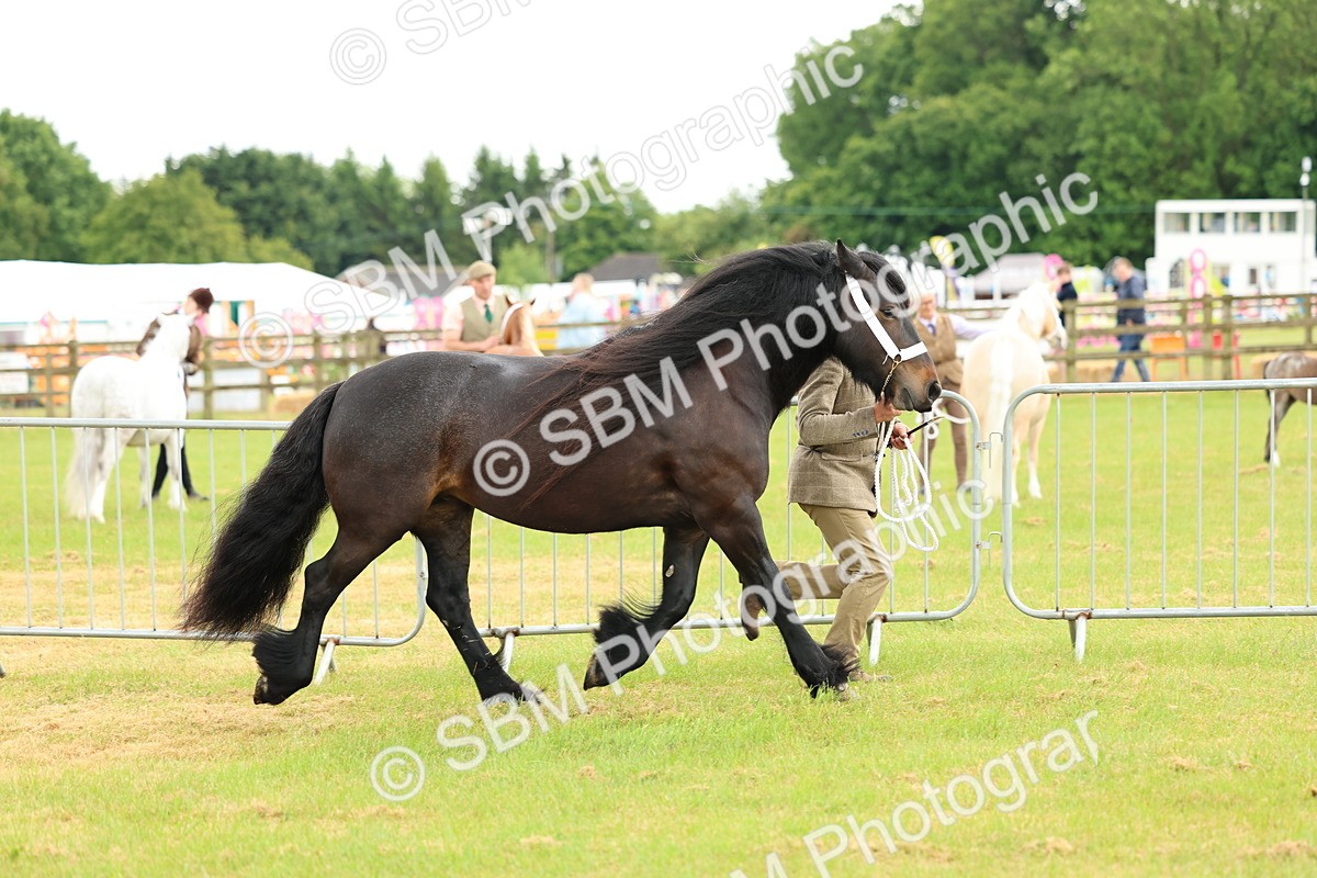 SBM_00481 - Class 58-67 - M&M Non Welsh Pony In hand