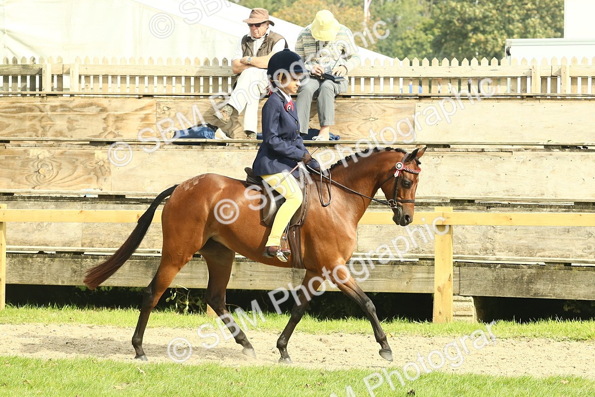 SBM_69015 - S58 - Mini Show Cob Ridden