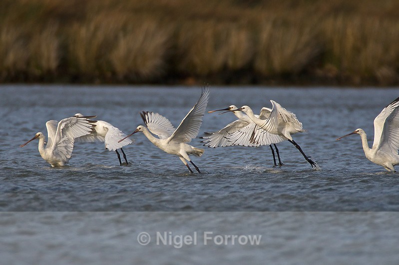 Six Spoonbills taking off from the lagoon - Spoonbill take-off sequence