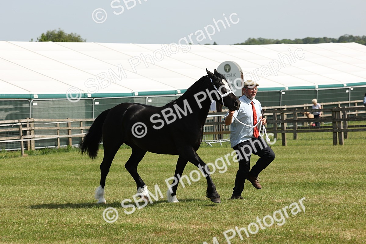 SBM_02252 - Class 6-13 - Mountatin and Moorland In Hand Welsh Breeds