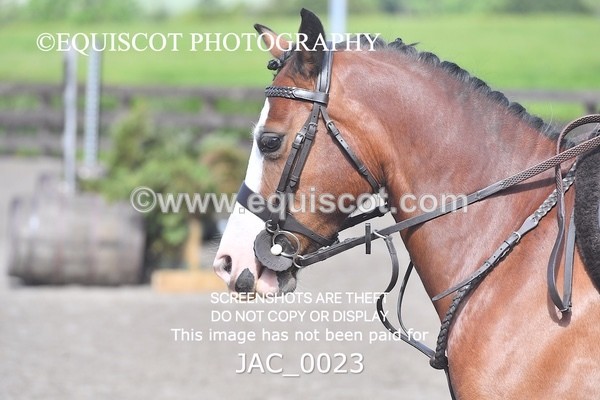 JAC_0023 - CLASS 3 Intermediate Working Hunter (0.70m - 0.85m)