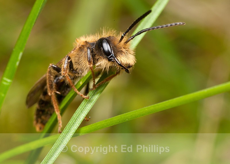 Andrena bucephala (m) - Andrena bucephala