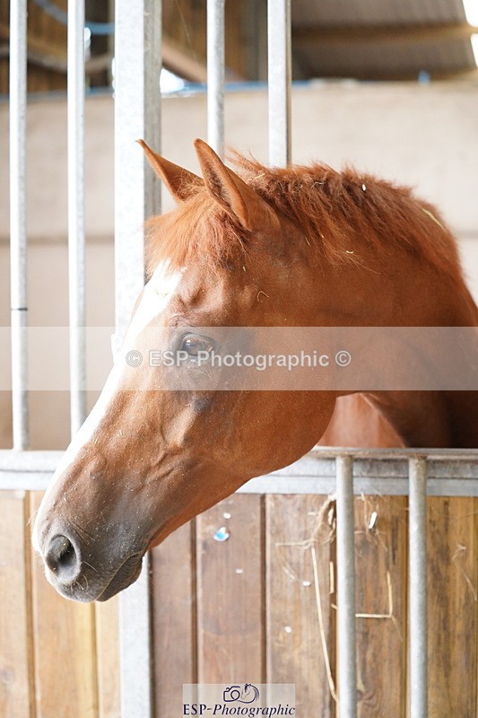 240809A-134558-01003 - Stable Shots