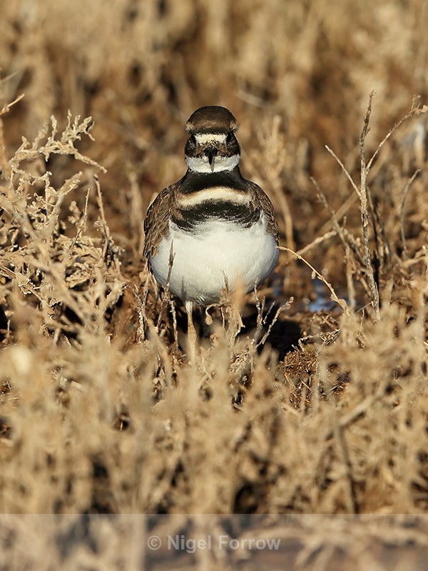 Killdeer front view, Bosque del Apache, New Mexico - Killdeer