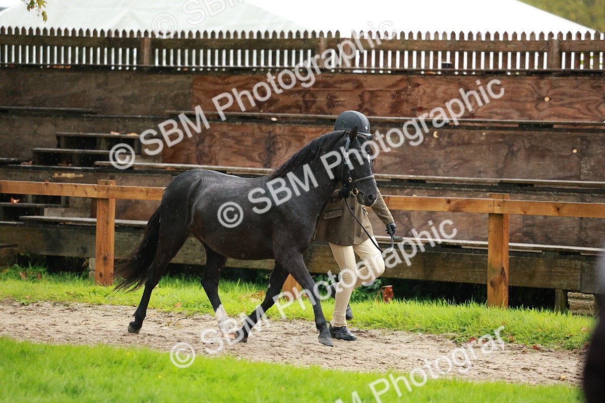 SBM_34878 - S10 - Best In Hand Horse & Pony