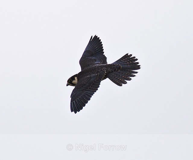 Hobby banking in flight at Otmoor RSPB - Hobby