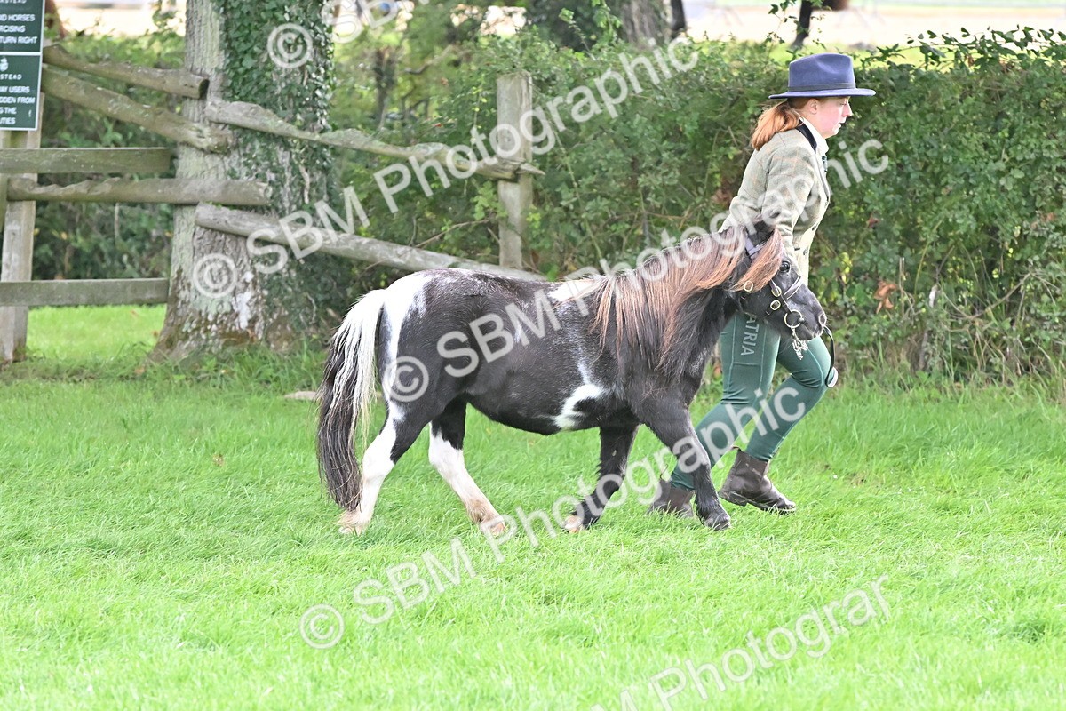 SBM_56936 - S45 - Coloured Pony In Hand