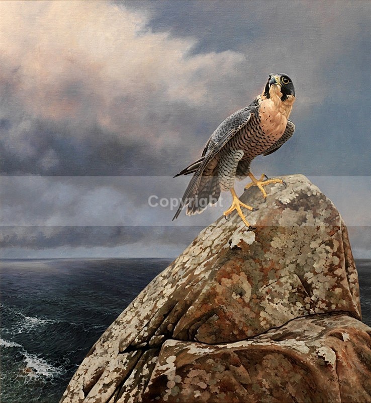 'WATCHING'   NORTH COAST PEREGRINE - BIRDS OF PREY