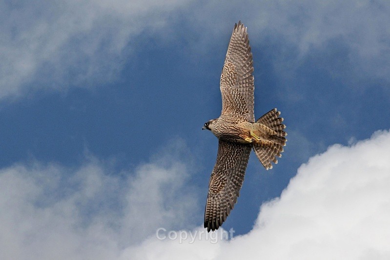 Juvenile Peregrine,county Louth - Birds of Prey