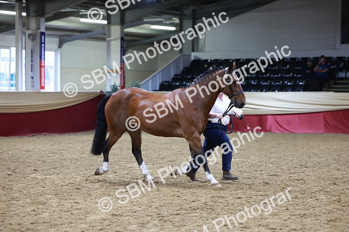 SBM_20491 - Class G - IH Large (over 148cm)Champ