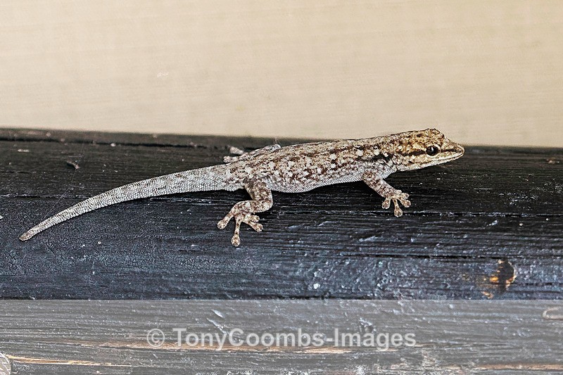 Gecko - Mana Pools ~ A Few Extra Bits