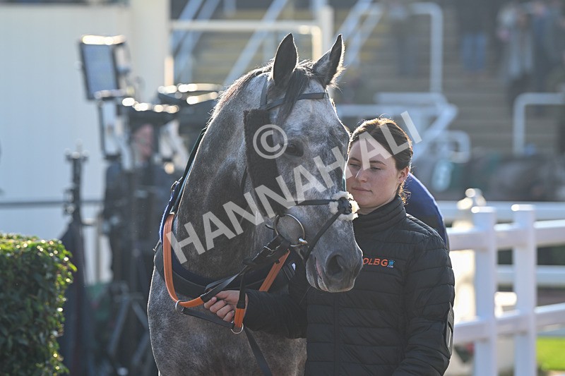 151124-Race 1-Paddock-Il Va De Soi-7135 - Race 1
