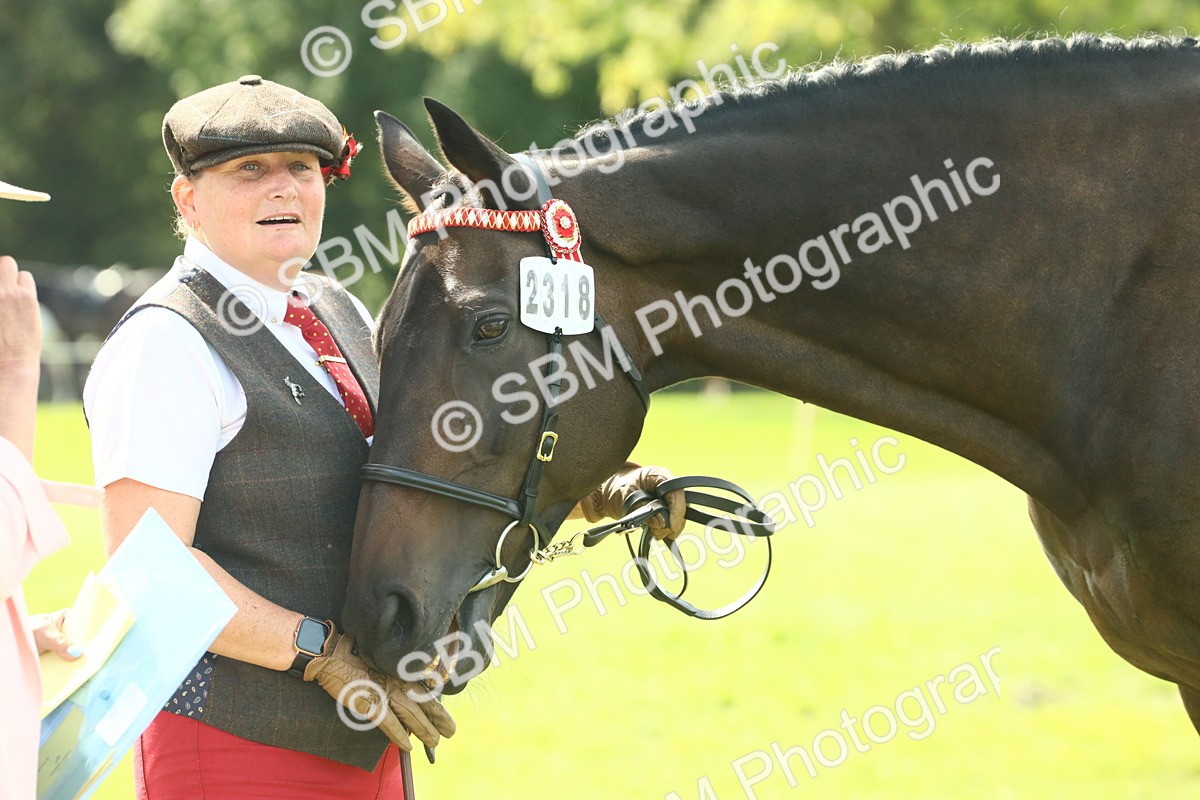 SBM_66566 - S34 - Rehabilitated Rescue Horse & Pony In Hand & Ridden