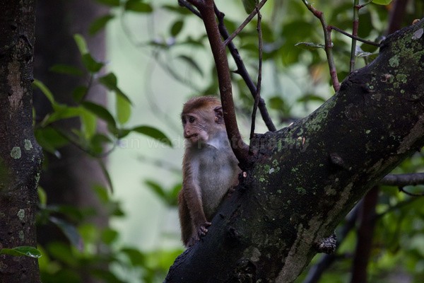 Macaque Monkey in Jungle in Ella Sri Lanka 18 - Sri Lanka wildlife, people & places