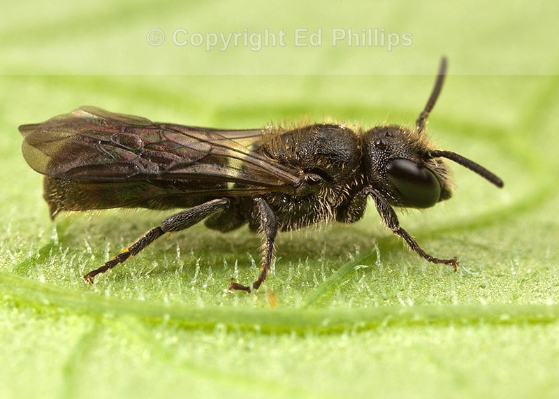 Chelostoma campanularum (m)