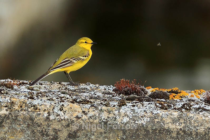 Yellow Wagtail (male) watches a flying insect at Farmoor - Yellow Wagtail