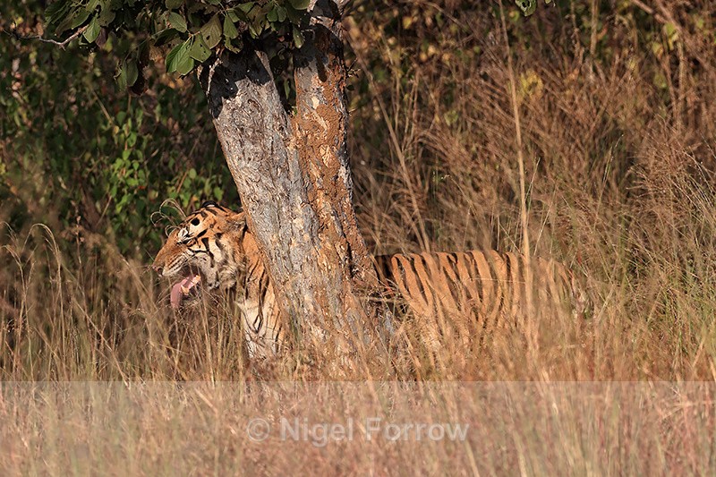 Male Bengal Tiger flehmen response, Panna, Madhyra Pradesh, India - Tiger