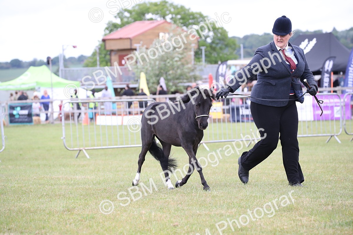 SBM_03519 - Class 23-25 - British Miniature Horse of the Year