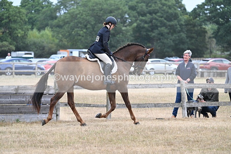 WJ7_0881 - Class 7 Riding Club Show Horse