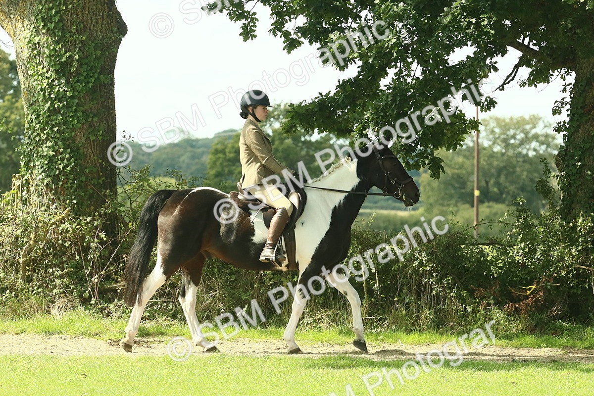 SBM_66393 - S34 - Rehabilitated Rescue Horse & Pony In Hand & Ridden
