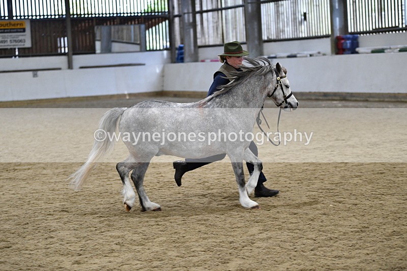 WJ5_5700 - Morning in hand Championship