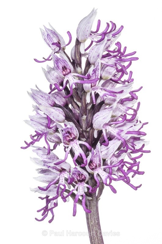  - WB: Orchids - Orchis
