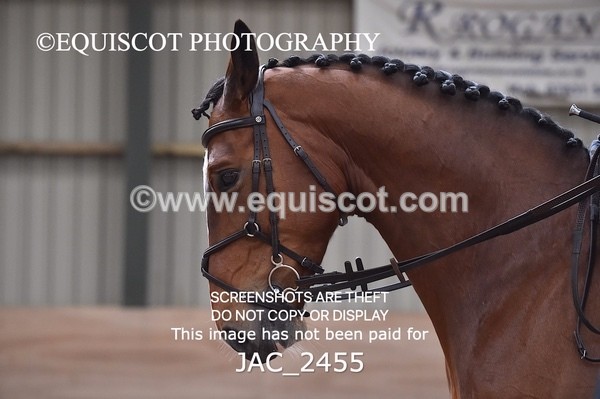 JAC_2455 - CLASS 3 Intermediate Working Hunter