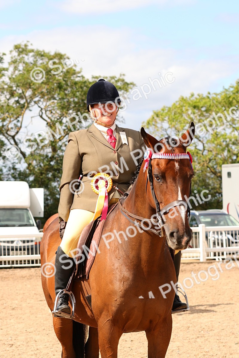 SBM_14177 - Class 213 - Ridden Hack Riding Horse