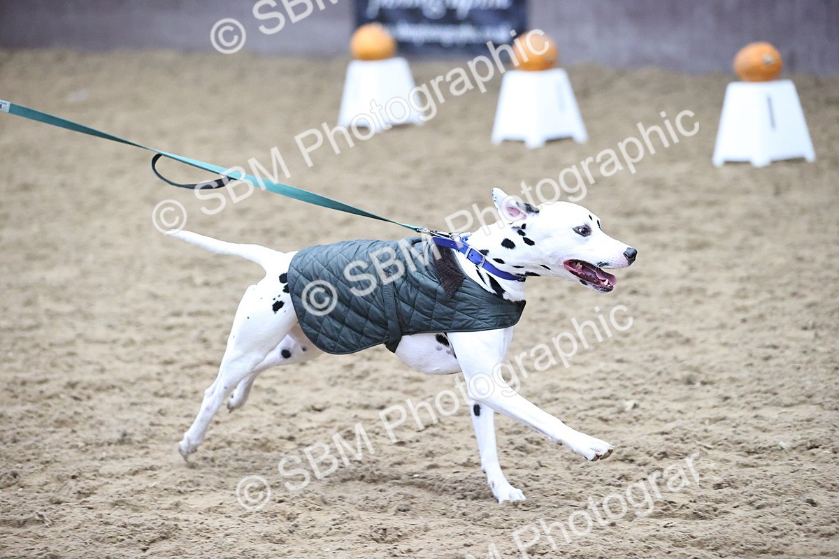 SBM_001500 - Class 3 - Horse & Hound 60cm