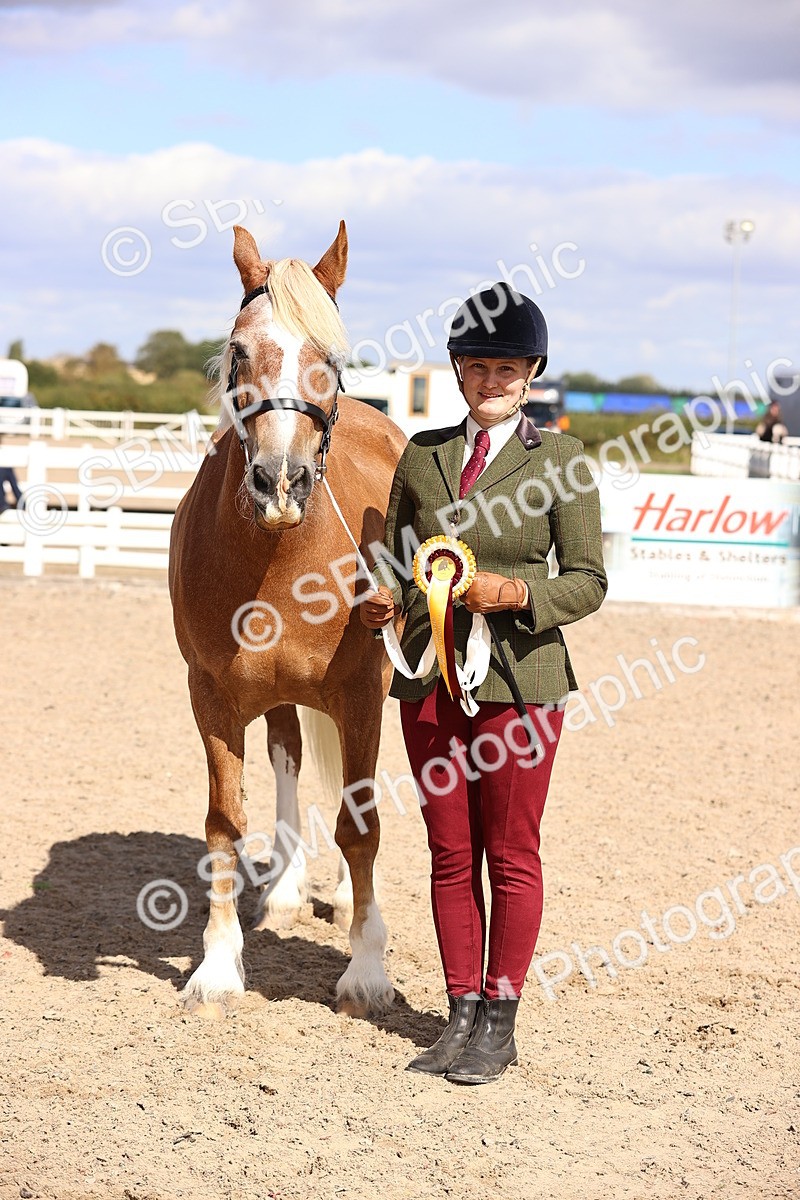 SBM_14322 - Class 411 - Prettiest Mare (IH OR Ridden) Adult