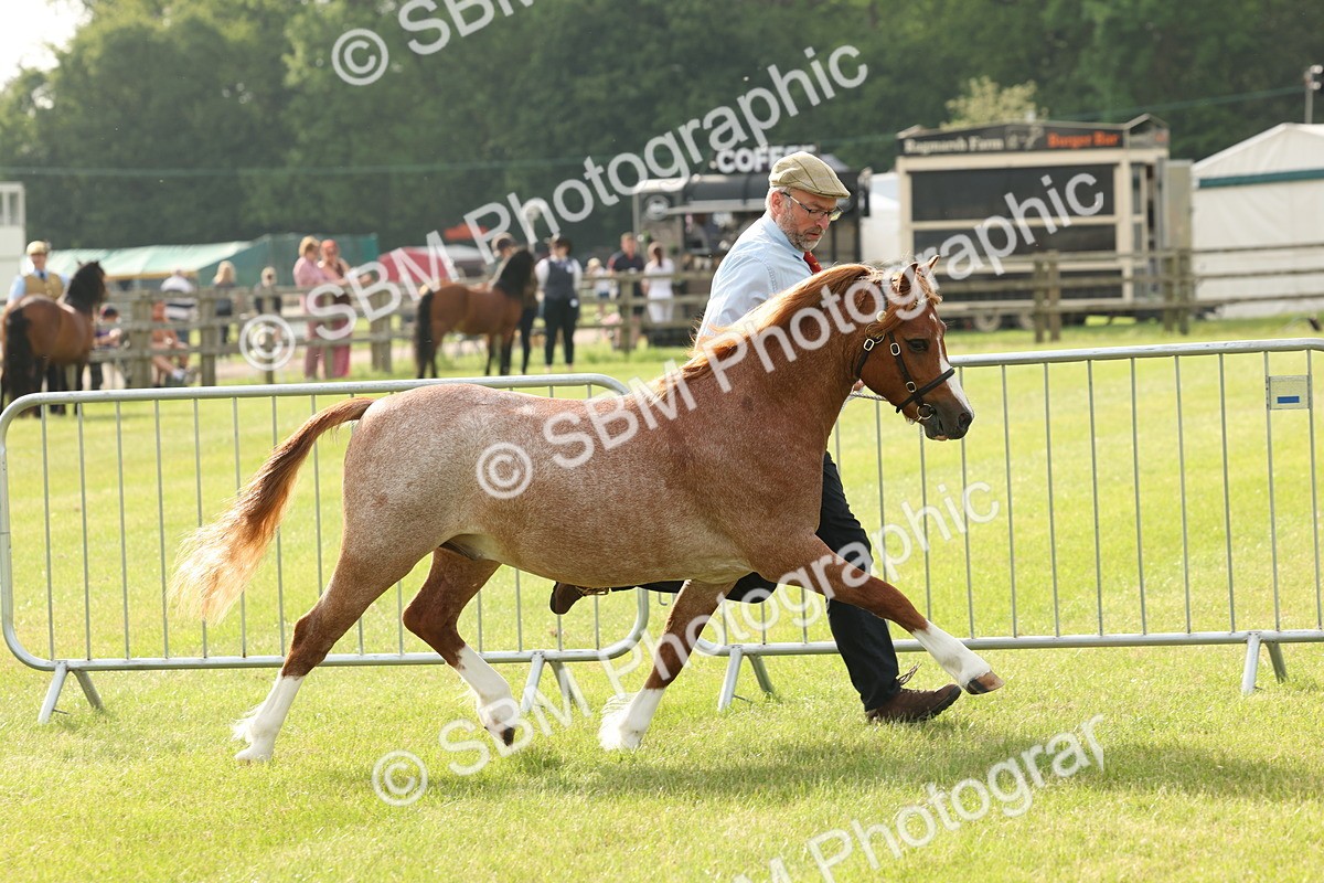 SBM_00467 - Class 6-13 - Mountatin and Moorland In Hand Welsh Breeds