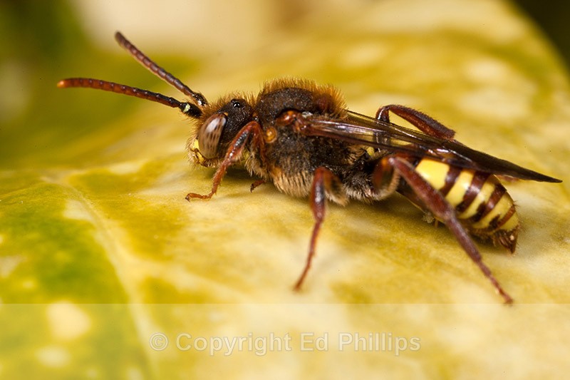 Nomada lathburiana - Nomada lathburiana