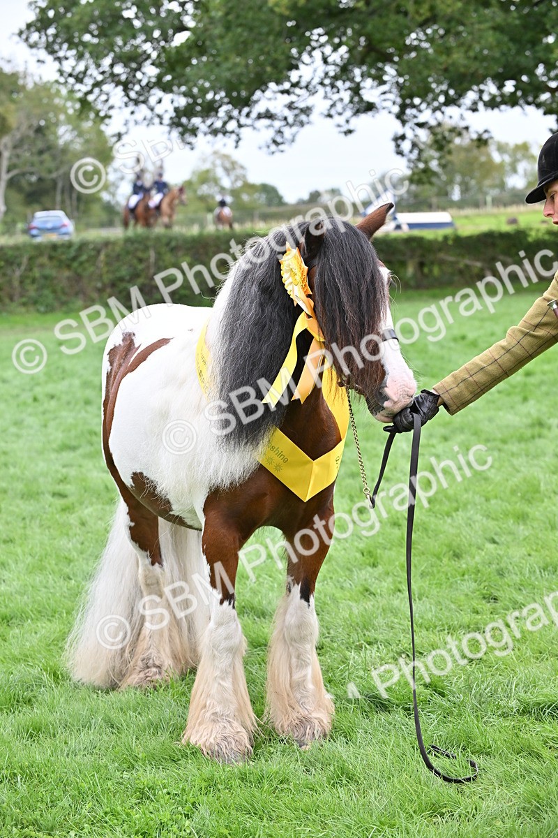 SBM_65043 - In Hand Pony & Younstock Supreme Championship