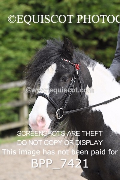 BPP_7421 - RING 1  (RIDDEN HORSES / IN HAND / VETERAN ETC)