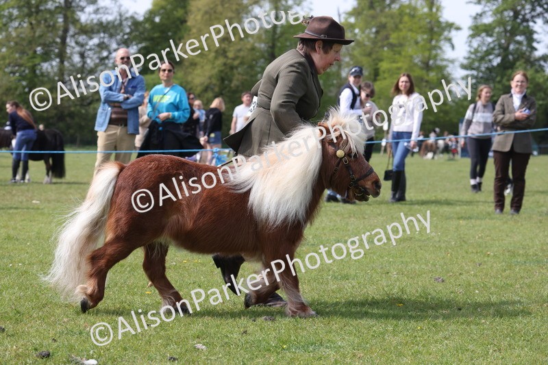 20260426-3177 - Class 26 - Shetland Ponies and Minitures