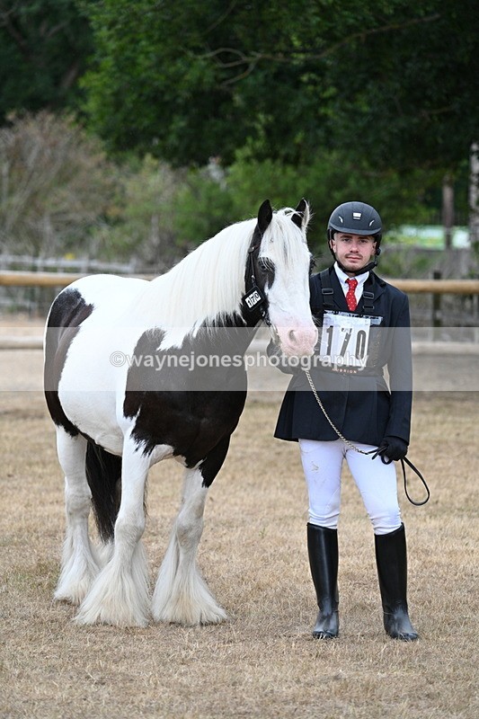 WJ7_9482 - Class 5 Most Handsome Gelding (up to 14.2hh)